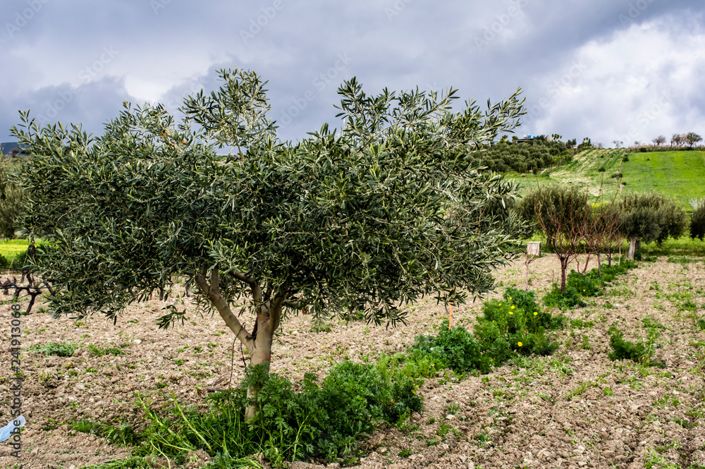 Countryside Landscaping Flower Trees Photography