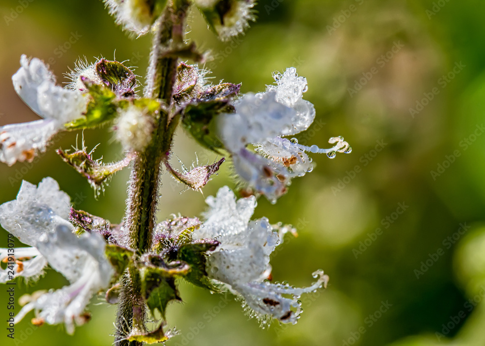 Basil flower - Ocimum basilicum- macro photography Basil flower - Ocimum basilicum- macro photography