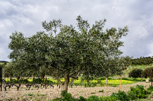 Countryside Landscaping Flower Trees Photography