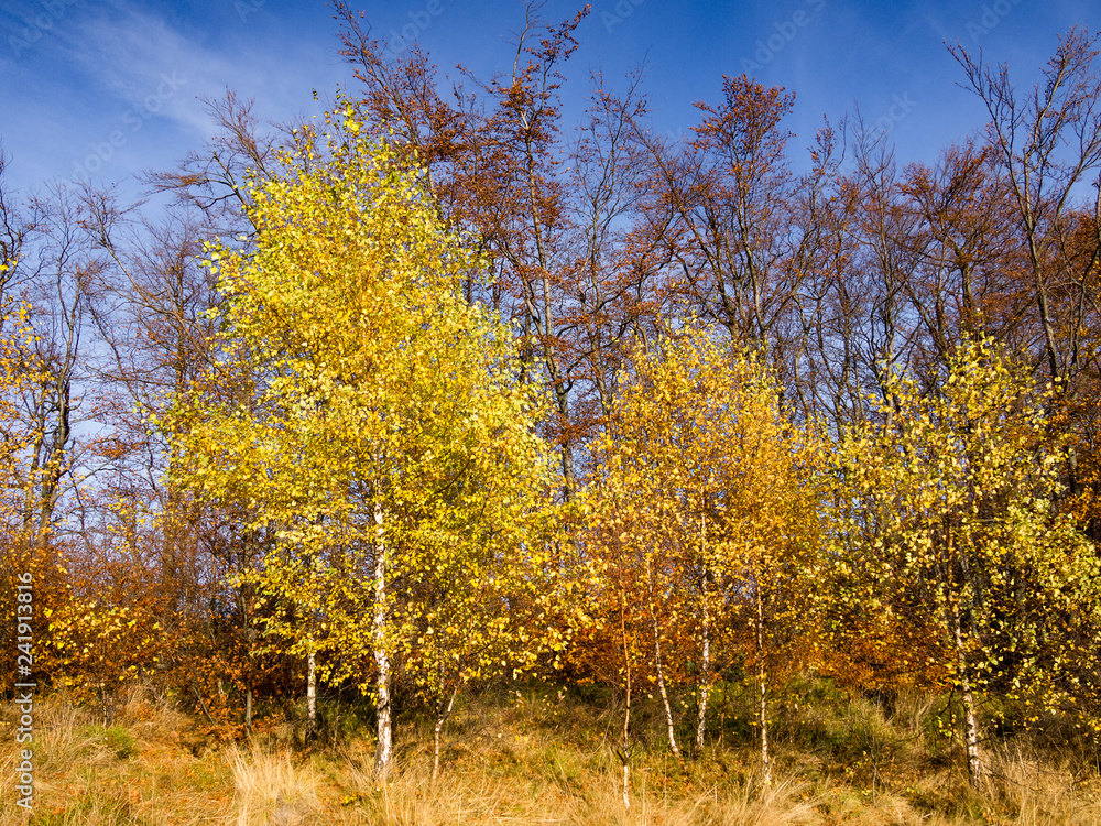 Birch tree in autumn at blue sky background Birch tree in autumn at blue sky background