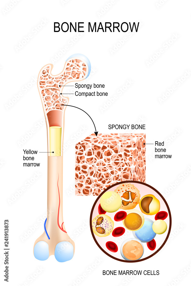 Vetor de Bone Marrow (Yellow, Red) and blood cells do Stock Adobe Stock