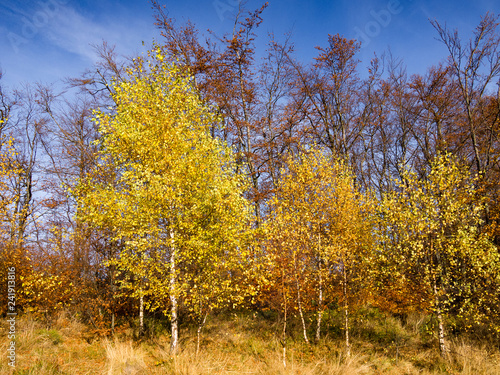 Birch tree in autumn at blue sky background