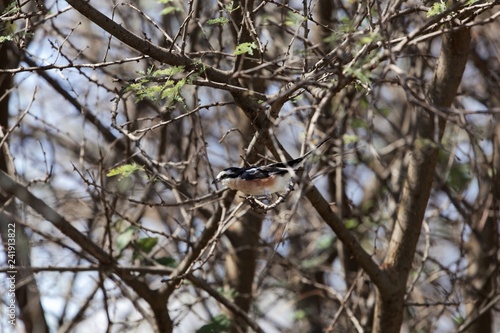 Masked shrike (Lanius nubicus) in acacia shrubs © ChrWeiss