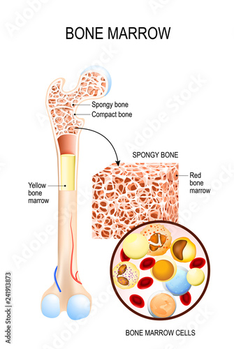Bone Marrow (Yellow, Red) and blood cells photo