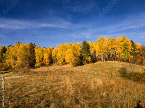 Birch trees in autumn at blue sky background. Beskids Mountains, Poland. Jaworzyna Range, nearby Piwniczna-Zdroj.