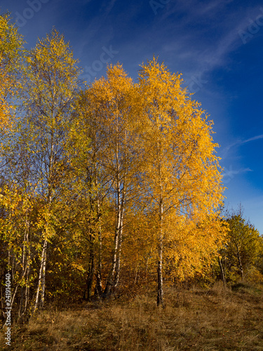Birch trees in autumn at blue sky background. Beskids Mountains, Poland. Jaworzyna Range, nearby Piwniczna-Zdroj.