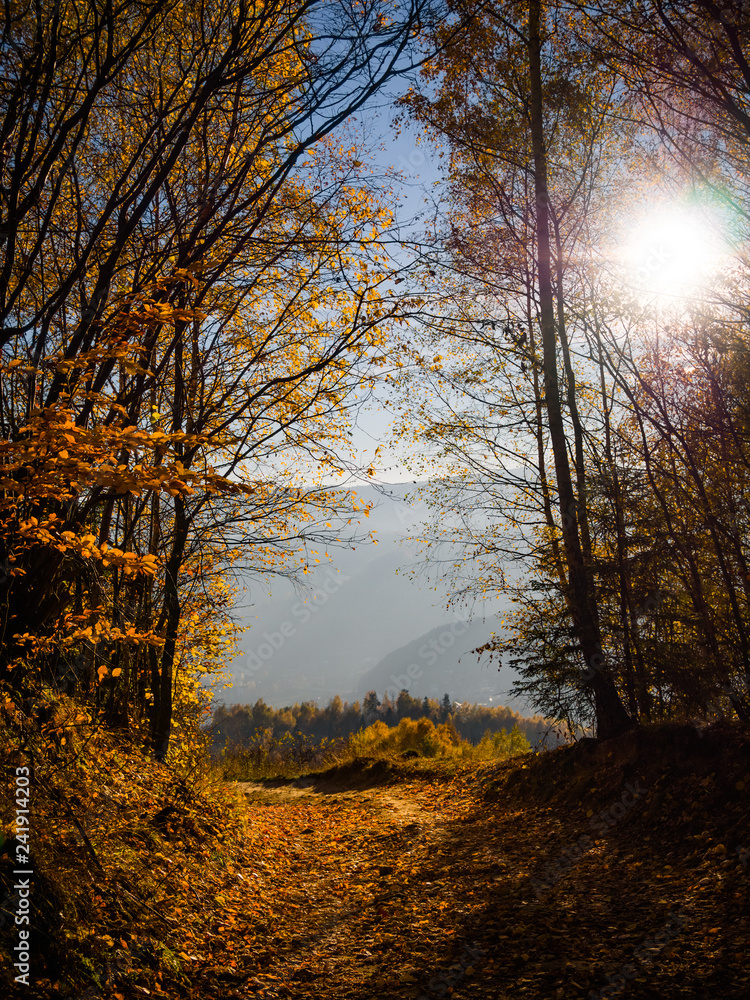 Trail covered by fallen leaves in Beskids Mountains in autumn. Nearby Piwniczna-Zdroj, Poland. Backlit sun.