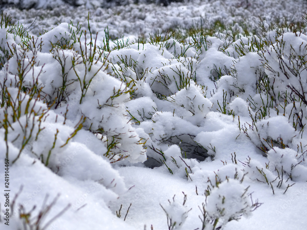 Blueberry shrubs in winter. Beskids Mountains, Poland. Blueberry shrubs in winter. Beskids Mountains, Poland.