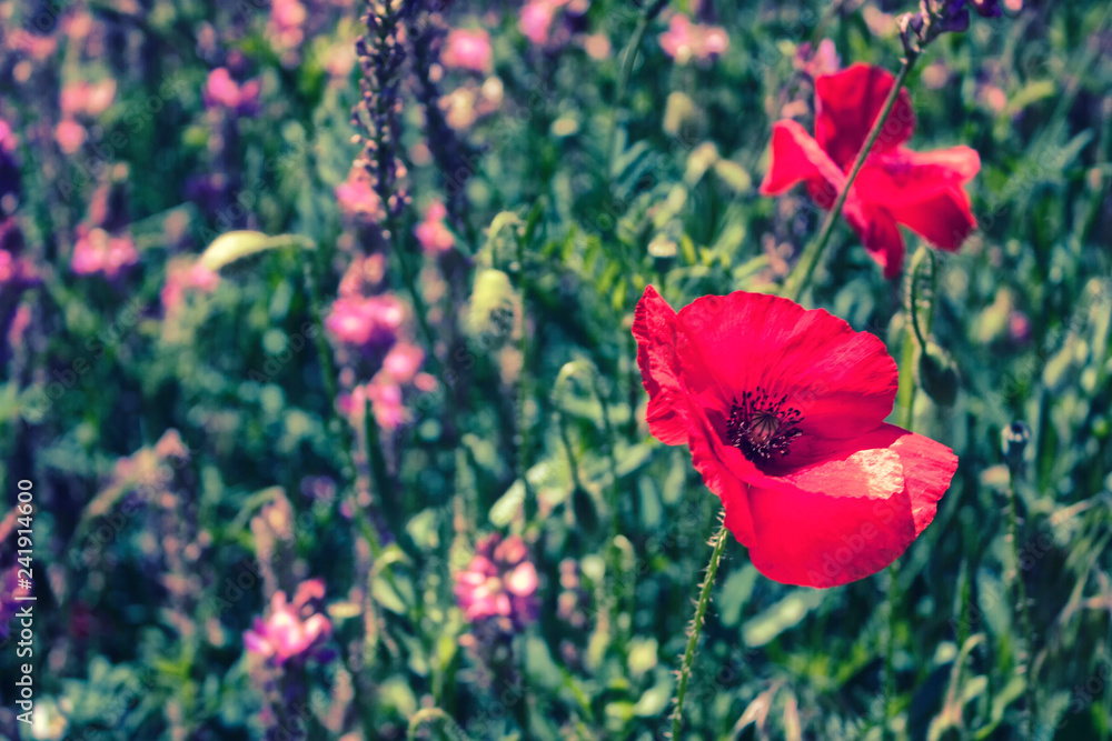 Fototapeta premium Campo de flores rojas y amapolas