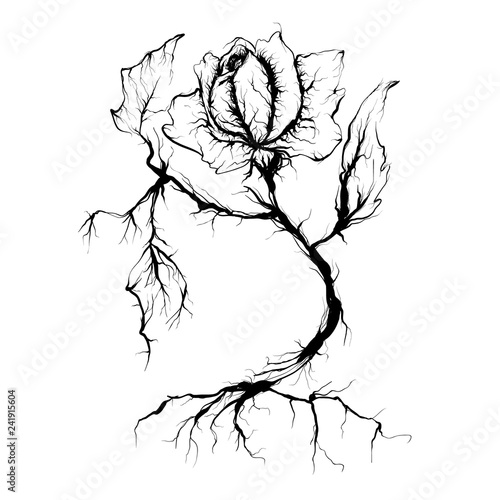 abstract rose with roots, vector illustration
