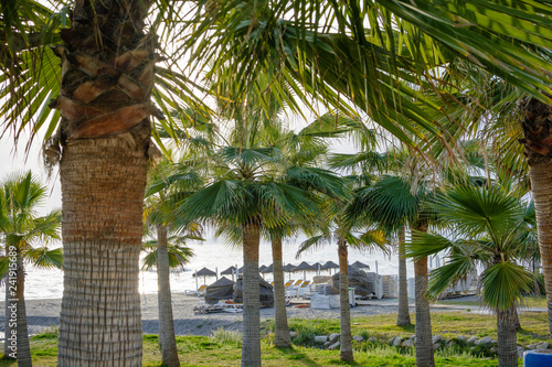 Palmen in der Südsee am Strand