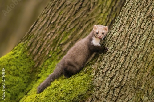 Portrait of brown colored white breasted marten, Martes foina, with fluffy fur, black eyes and pink nose climbing on tree trunk covered with green moss, a fall day in a forest