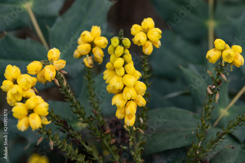 Leatherleaf Mahonia Flowers in Bloom