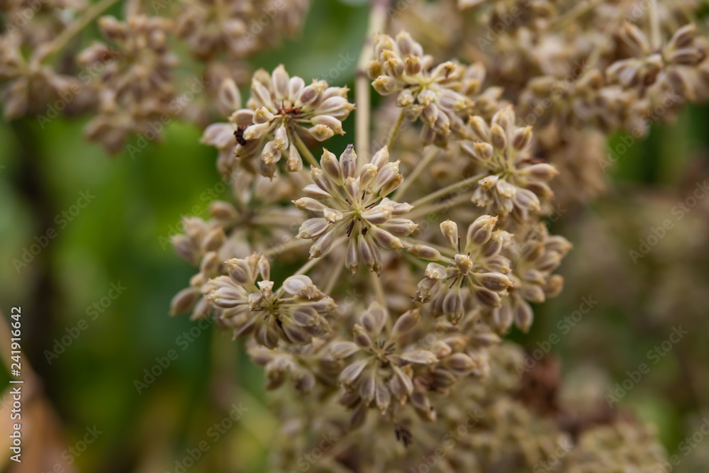 Parsley Tree Fruits in Winter Parsley Tree Fruits in Winter