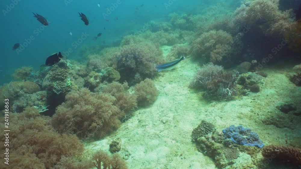Tropical fish on coral reef at diving. Wonderful and beautiful underwater world with corals and tropical fish. Hard and soft corals. Philippines, Mindoro. Tropical fish on coral reef at diving. Wonderful and beautiful underwater world with corals and tropical fish. Hard and soft corals. Philippines, Mindoro.