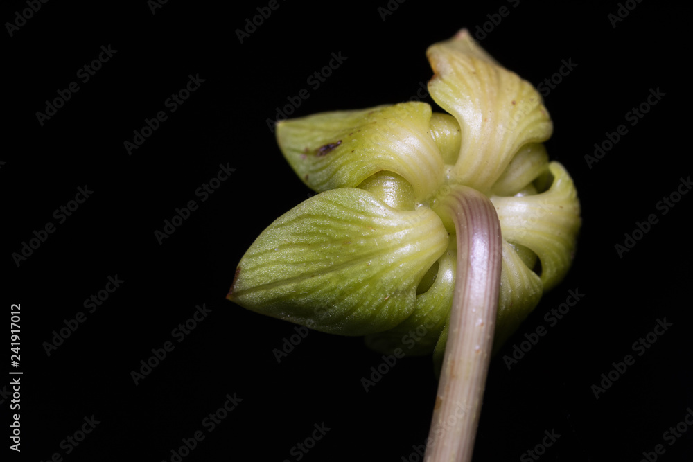 Obraz premium Macro au flash