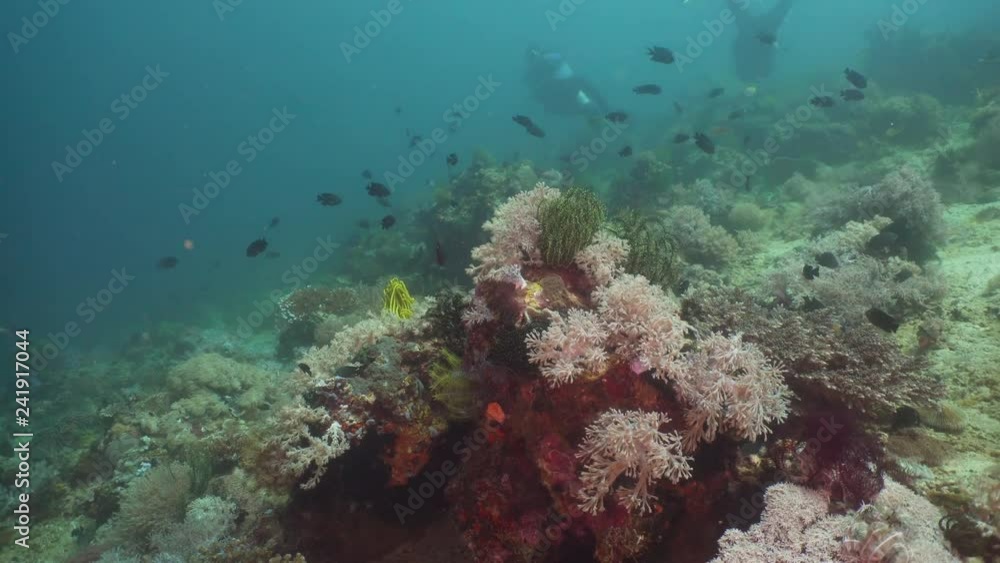 Tropical fish on coral reef at diving. Wonderful and beautiful underwater world with corals and tropical fish. Hard and soft corals. Philippines, Mindoro. Tropical fish on coral reef at diving. Wonderful and beautiful underwater world with corals and tropical fish. Hard and soft corals. Philippines, Mindoro.