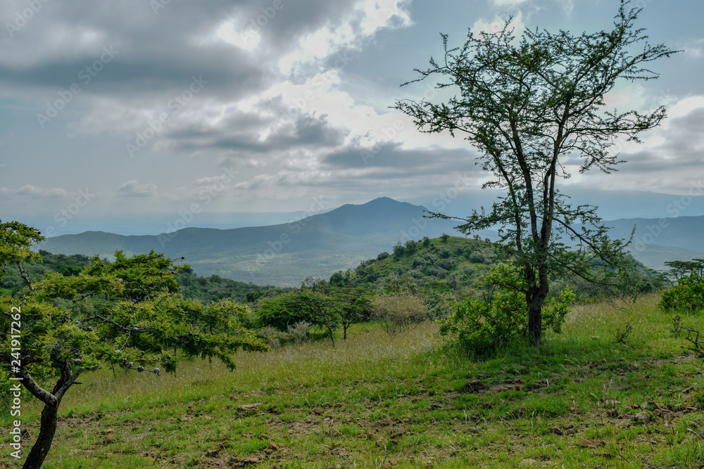 Acacia tree against a mountain background, Kajiado, Kenya