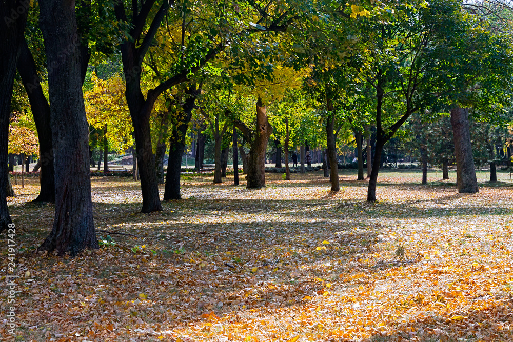 Fototapeta premium Sunny leaves in the autumn park