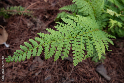 Soft Shield Fern Fronds in Winter photo