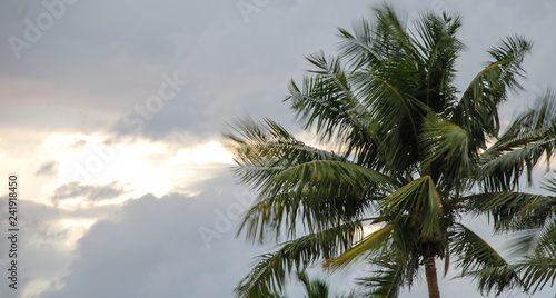 Coconut trees during a storm