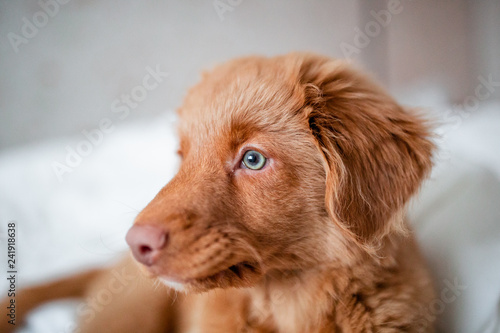 Nova Scotia Duck Tolling Retriever puppy