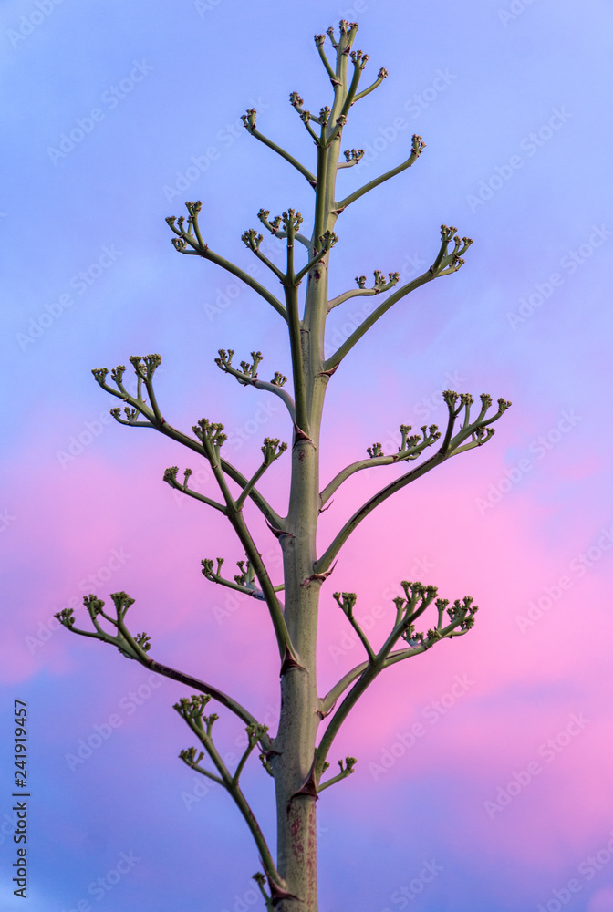 An Agave plant displays against a pink sunset