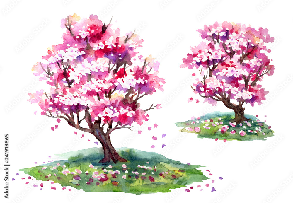 Naklejka premium Sakura blooming trees in spring, watercolor painting on white background, isolated with clipping path.