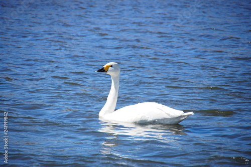 白鳥, Swan