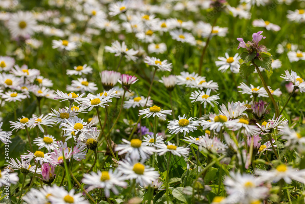 Blumenwiese im Frühling mit vielen Gänseblümchen Blumenwiese im Frühling mit vielen Gänseblümchen