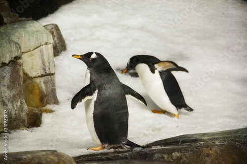 penguins in the snow at the Montreal Biodome in Montreal Quebec Canada