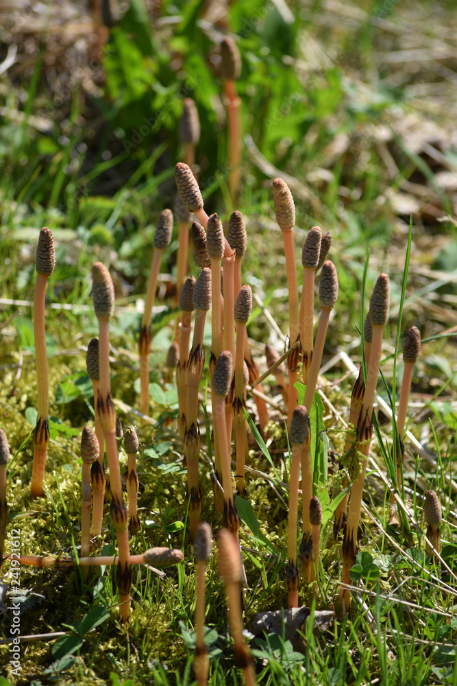 Obraz premium Equisetum Equiseto ft81040611 Equiset Schachtelhalme كنباث 木贼属 Хвощ Erboristeria Preslica 
