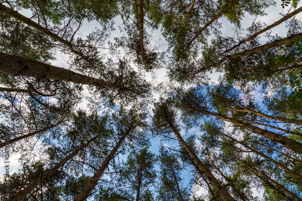 Fototapeta premium in einem Wald nach oben zum Himmel blicken