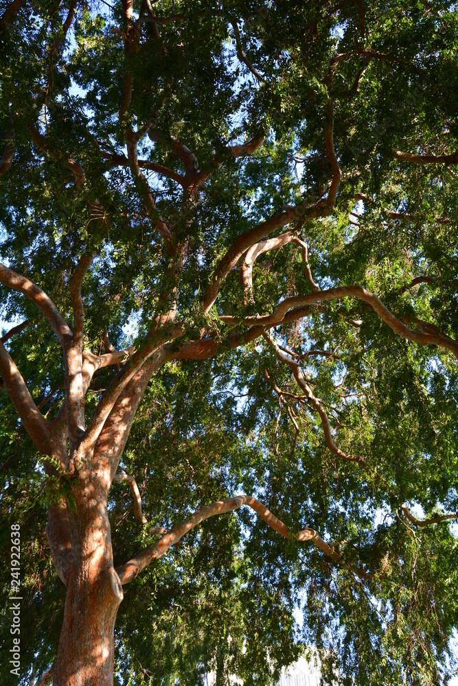 Lush tree top seen from below Lush tree top seen from below