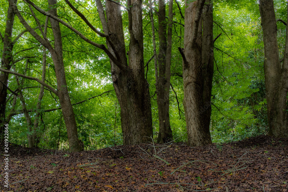 Obraz premium Green Wood