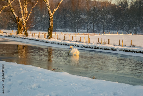 Ein einzelner Schwan der auf einem Fluss schwimmt. Weiß in weiß. Wundervolle Szene photo