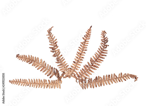 Flat Dry Fern Leaves Isolated on White Background
