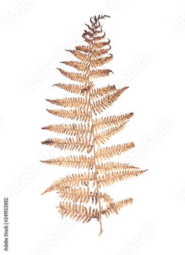 Flat Dry Fern Branch Isolated on White Background