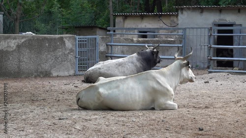 Odessa, Ukraine - 29th of June, 2017: 4K Odessa zoological garden - Gray buffalo in captivity photo