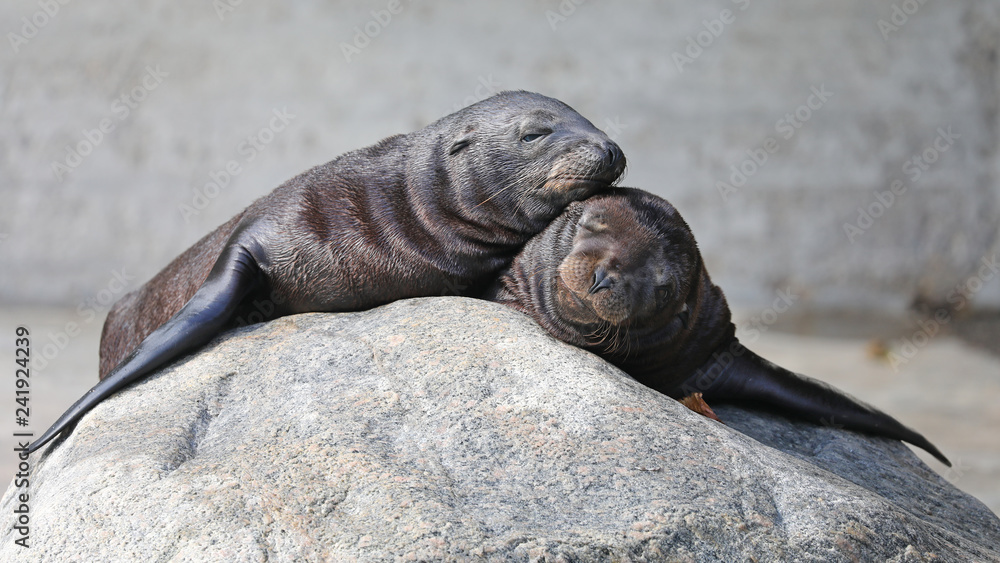 Cute sea lions resting on rocks outdoors