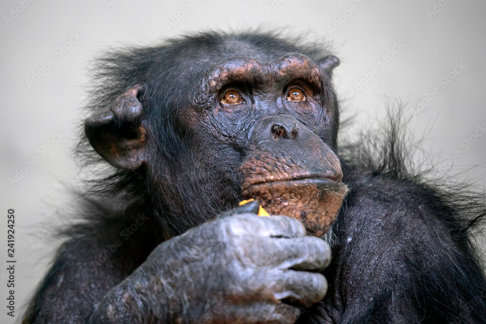 Obraz premium Female chimpanzee portrait