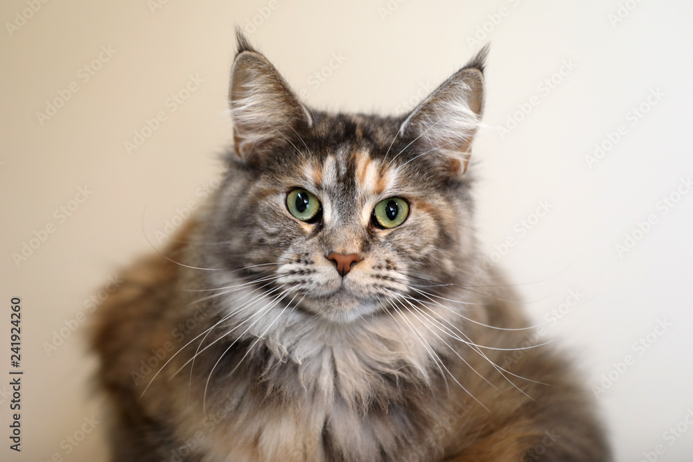 tabby domestic long-haired cat resting at home tabby domestic long-haired cat resting at home