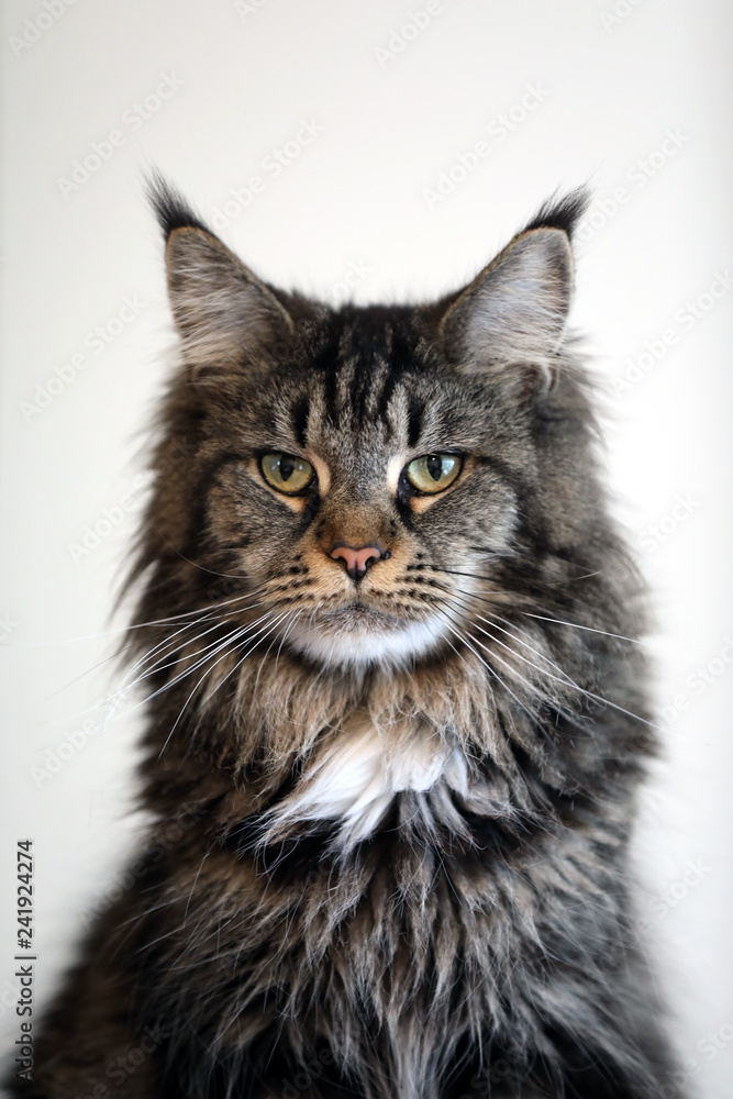 tabby domestic long-haired cat resting at home tabby domestic long-haired cat resting at home