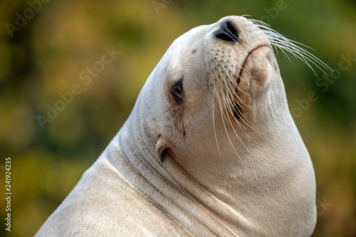 Cute white sea lion looking up outdoors