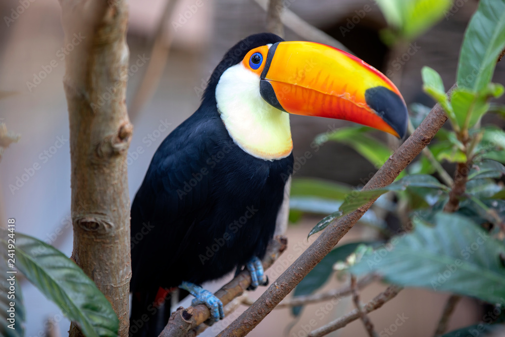 Toco toucan in a tree