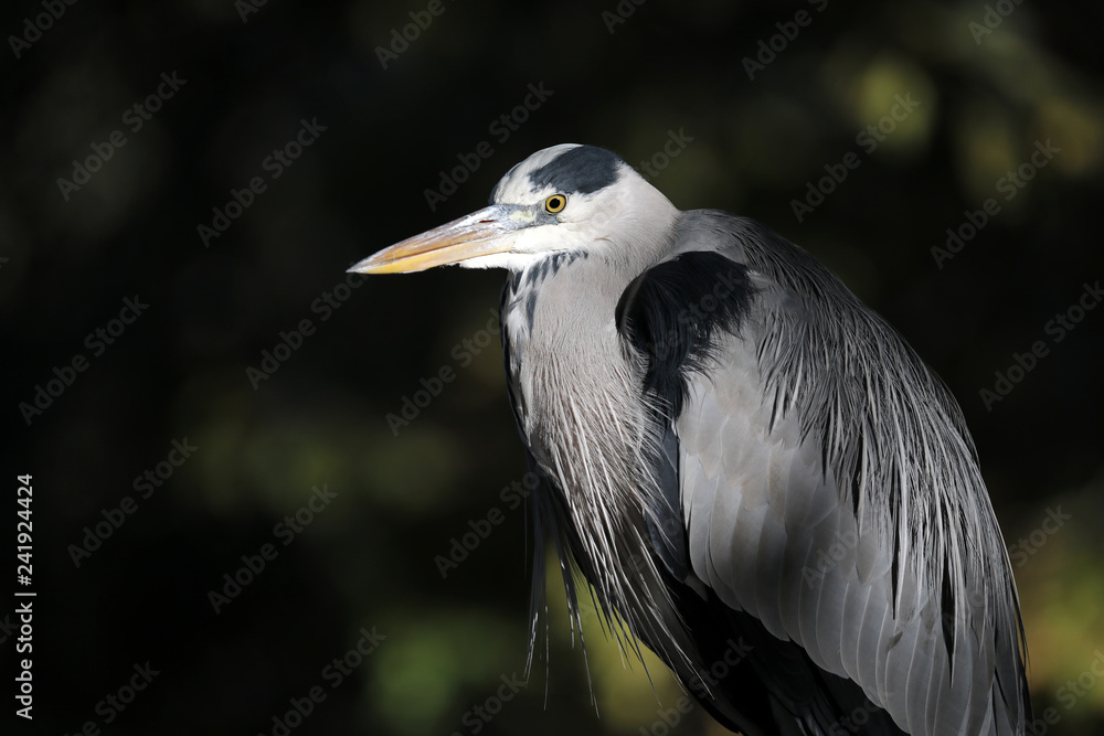 Grey heron portrait