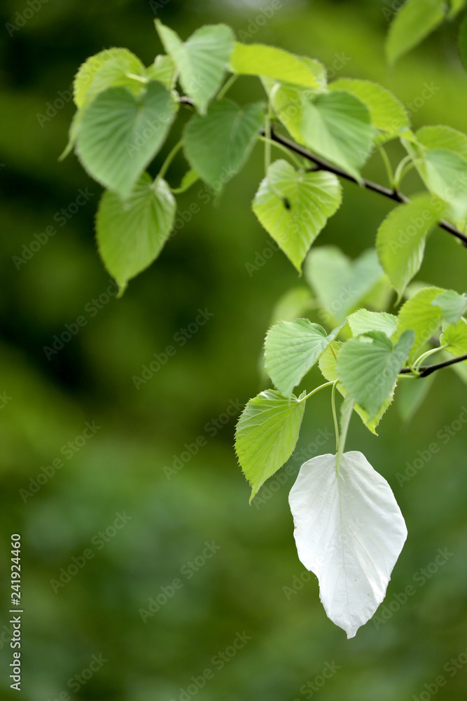Green leaves on blurry background with white petal Green leaves on blurry background with white petal