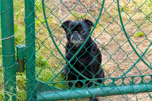 black dog fencing