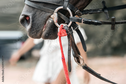 Fototapeta Naklejka Na Ścianę i Meble -  Closeup horse nose or muzzle with bit and bridle.