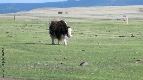 One long-haired yak cow tibetan bull sarlyk grunting ox in Mongolia. photo